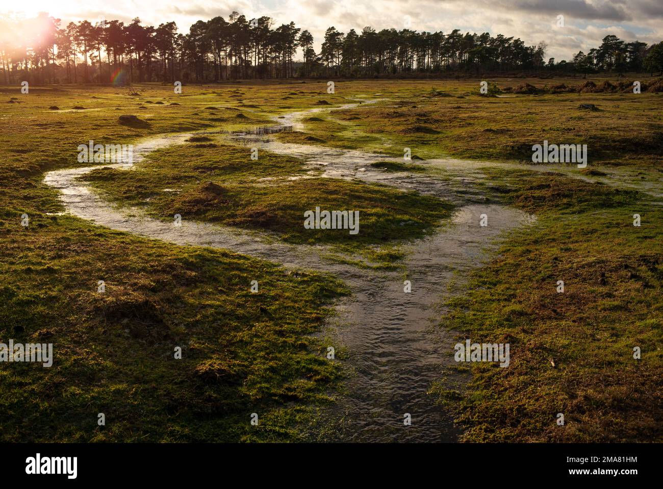 Wetland mires in the New Forest Hampshire England with frozen water visually highlighting the movement of water across the area feeding into streams. Stock Photo
