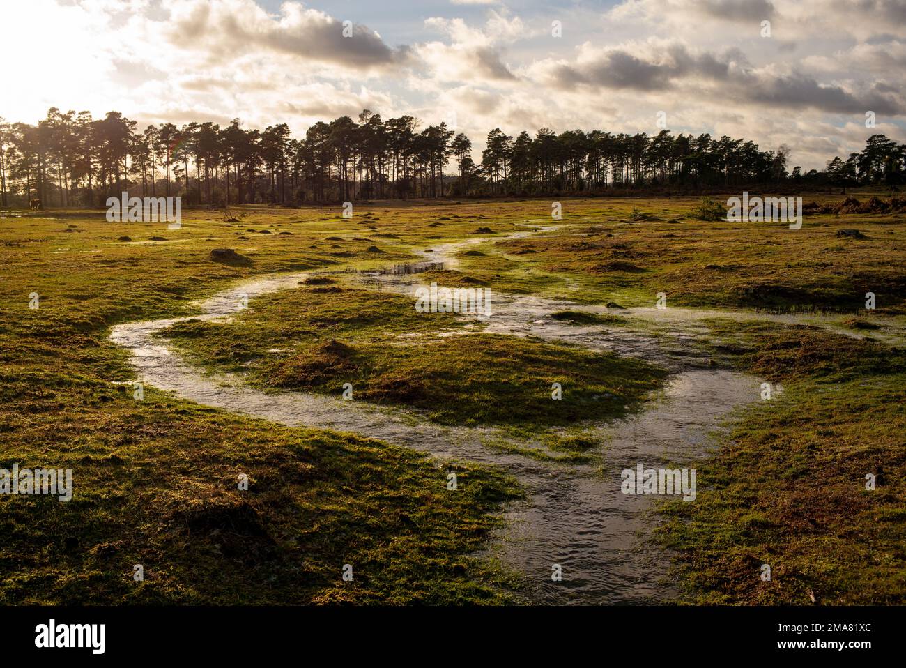 Wetland mires in the New Forest Hampshire England with frozen water visually highlighting the movement of water across the area feeding into streams. Stock Photo