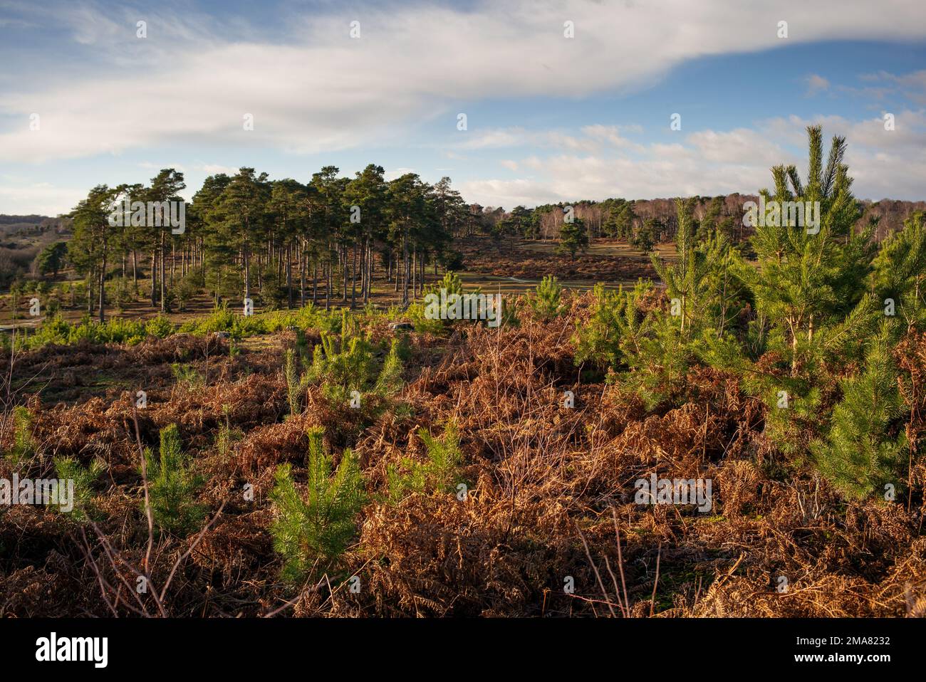 Saplings pine trees grow in the foreground with established trees in the background after managed forest clearing protecting habitat in the New Forest Stock Photo