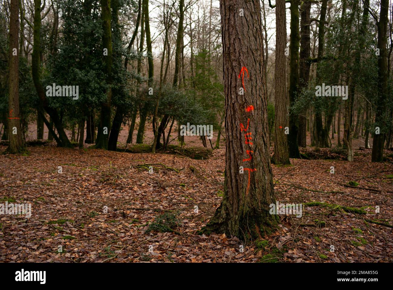Tree marked with nest in spray paint in the New Forest Hampshire. Part of the forest management work to maintain and thin out woodland biodiversity. Stock Photo