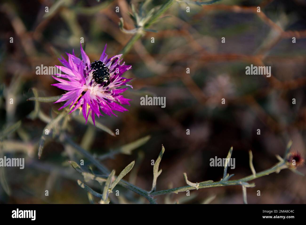 A white spotted rose beetle on a purple milk thistle flower. Stock Photo