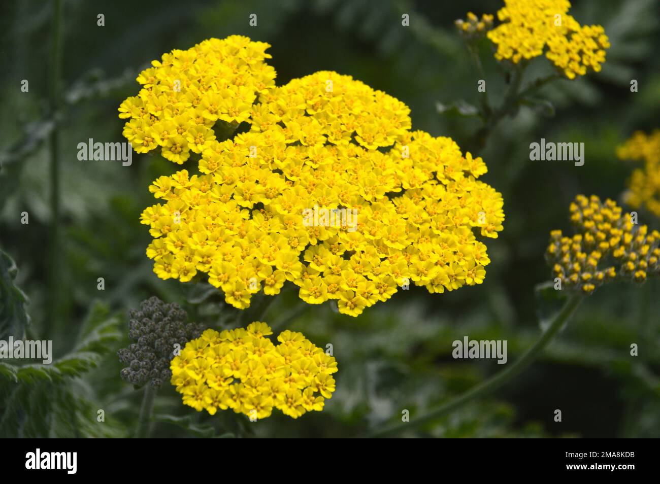 Yellow Achillea Filipendulina 'Coronation Gold' (Yarrow) Flower Heads on Display at RHS Garden