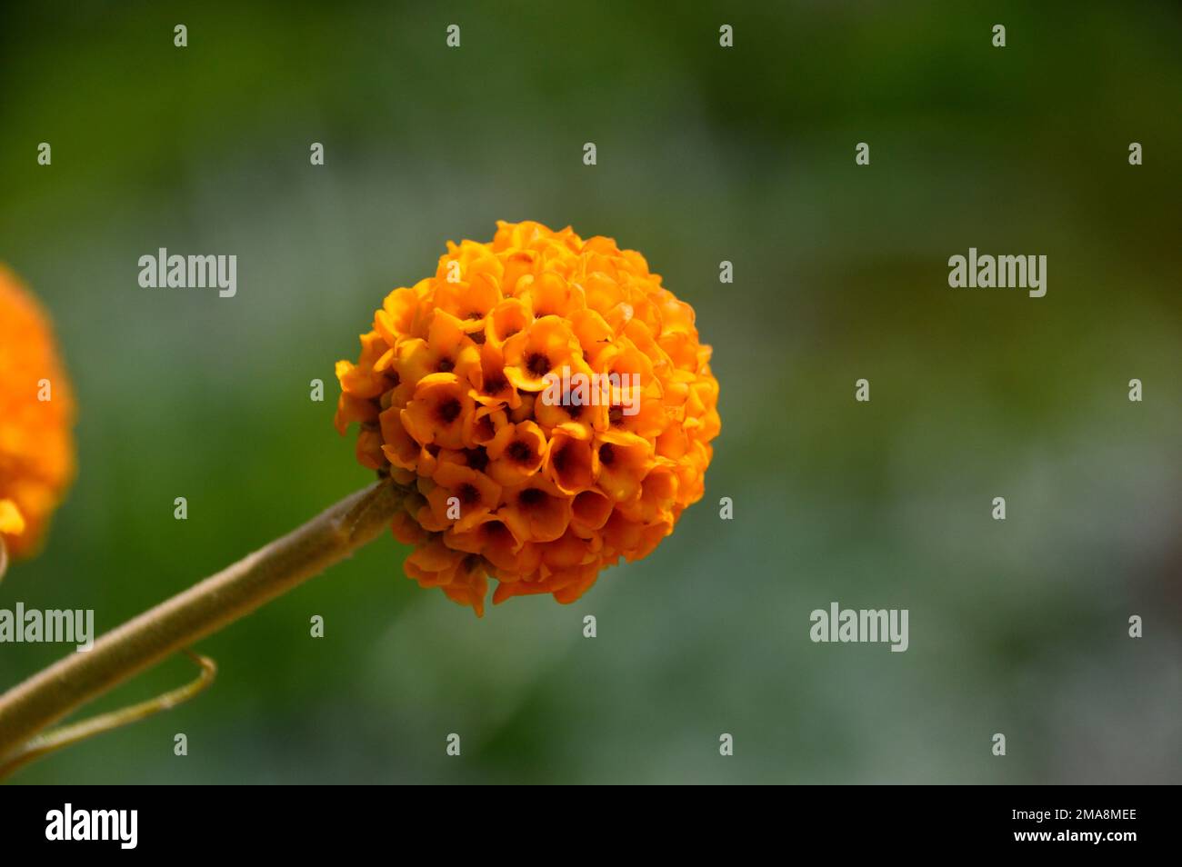 Single Orange Buddleja Globosa 'Orange Ball Tree' Flowering Shrub at