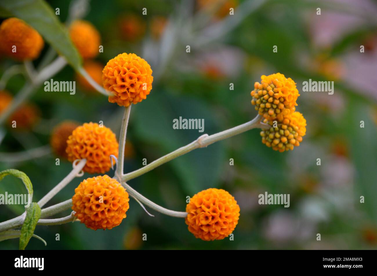 Orange Buddleja Globosa 'Orange Ball Tree' Flowering Shrub at RHS