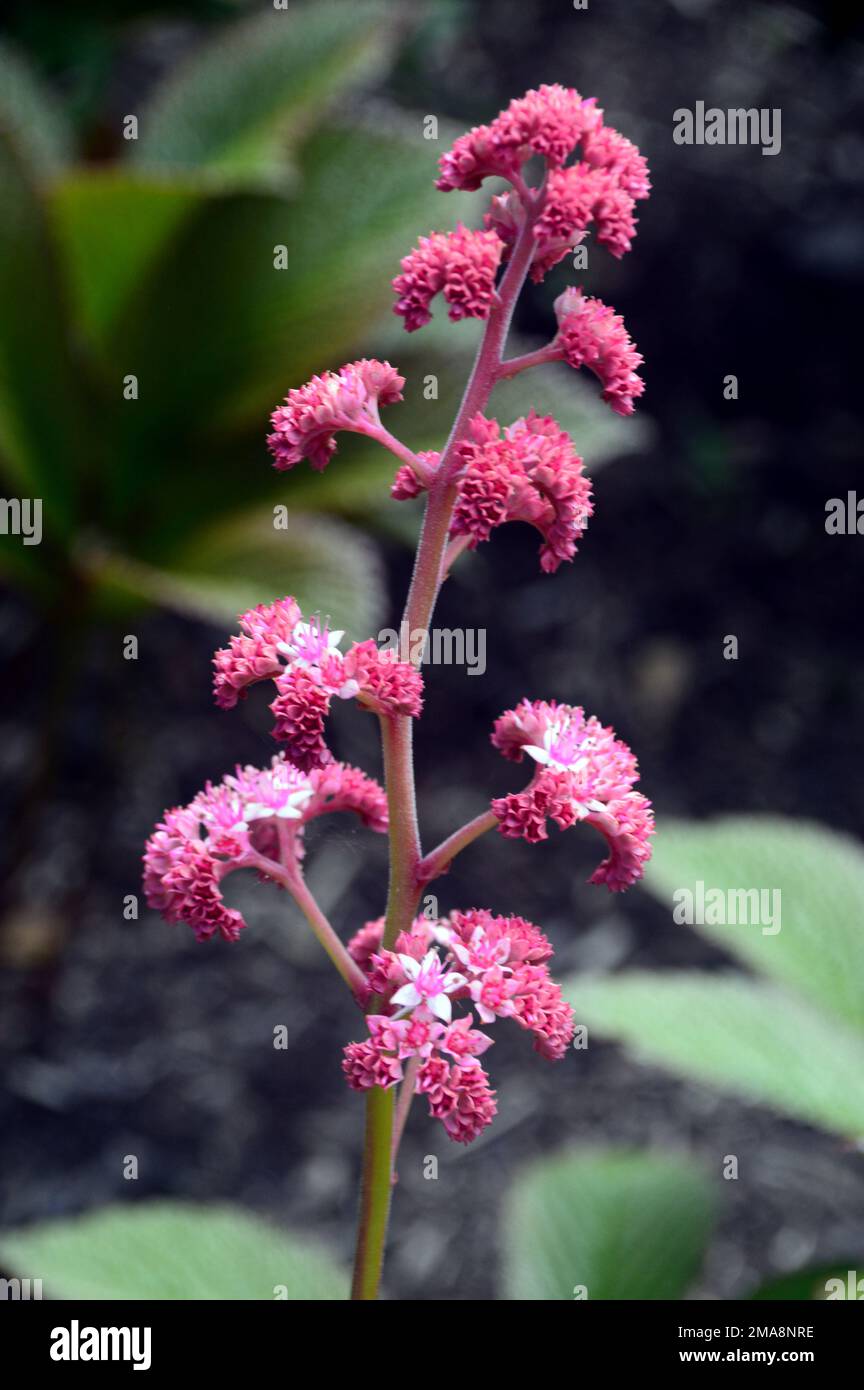 Clusters of Small Pink/White Rodgersia Pinnata 'Superba' Flowers grown at RHS Garden Bridgewater, Worsley, Greater Manchester, UK. Stock Photo