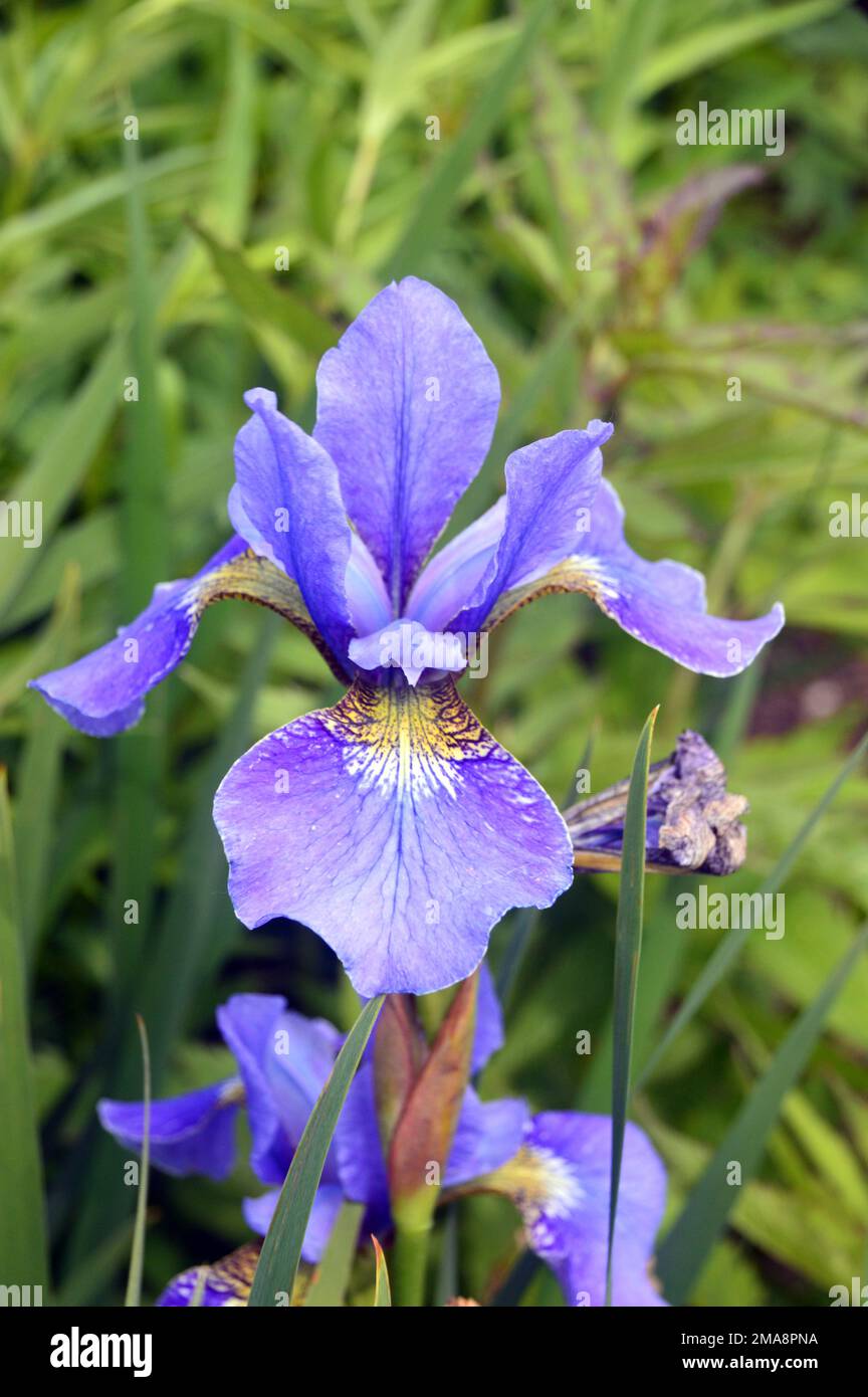Single Blue Iris Sibirica 'Silver Edge' (Siberian Iris) Flower grown at RHS Garden Bridgewater, Worsley, Greater Manchester, UK. Stock Photo