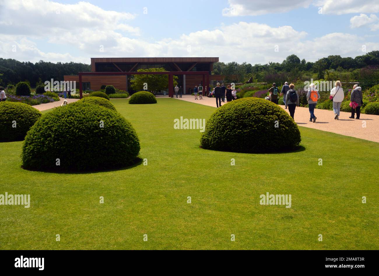 People Walking by Clipped Yew Tree Domes on the Lawn Next to the Welcome Garden & Building at RHS Garden Bridgewater, Worsley, Greater Manchester, UK. Stock Photo