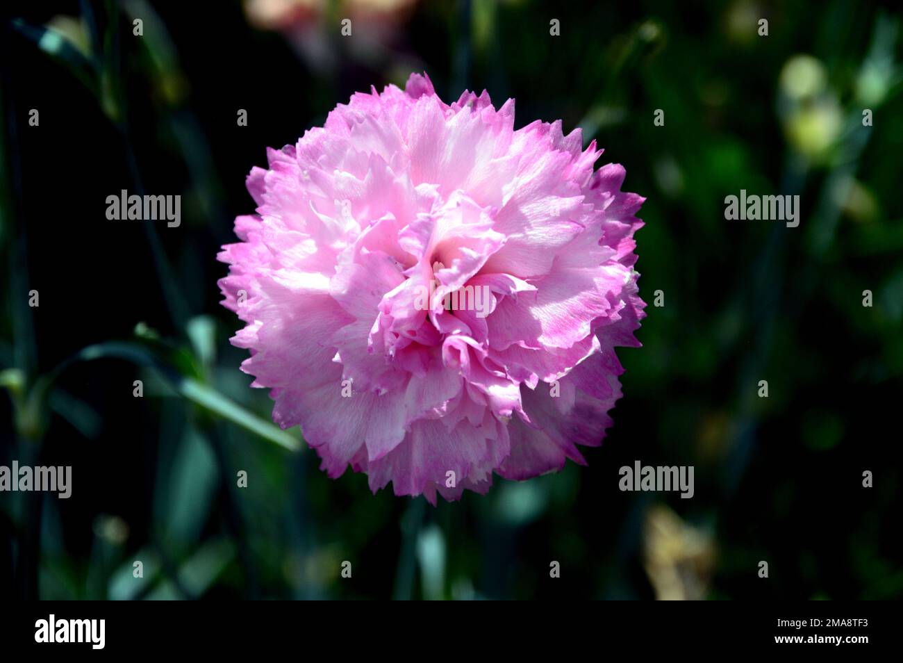 Single Suger-Pink Dianthus 'Candy Floss' (Pinks) Flower grown at RHS Garden Bridgewater, Worsley, Greater Manchester, UK. Stock Photo