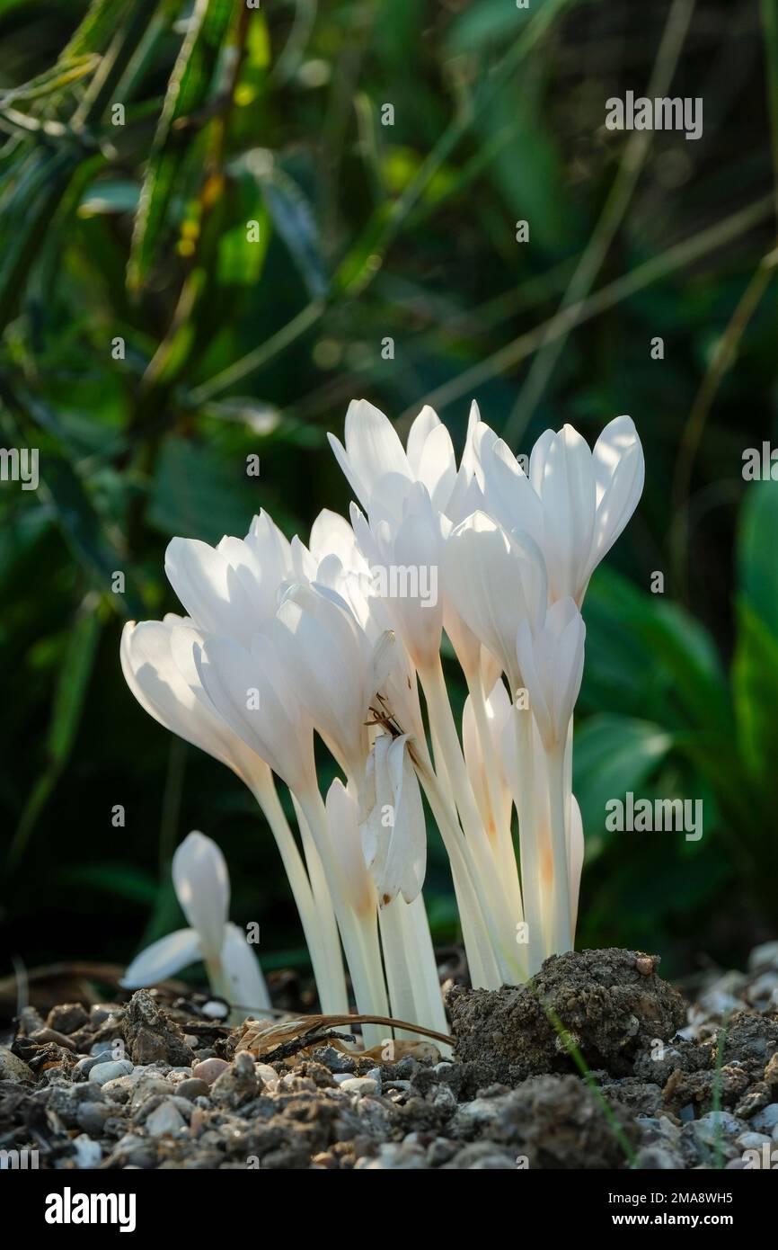 Colchicum autumnale Album, meadow saffron Album, cormous perennial with goblet-shaped white flowers on white stems Stock Photo