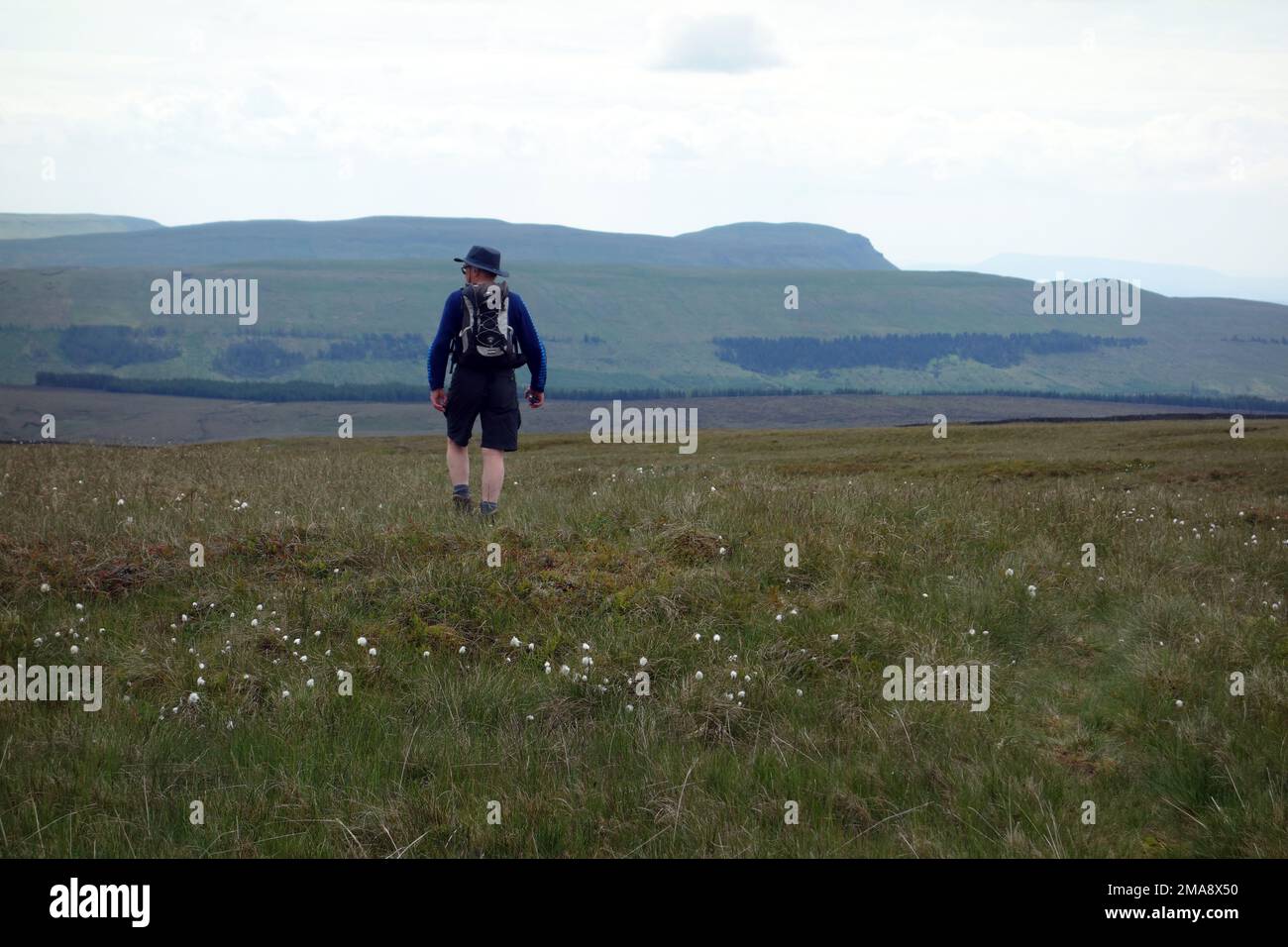 Man Walking to 'Pen-y-ghent' from the Pennine Way/West Cam Road on 'Dodd Fell' near Hawes in Wensleydale, Yorkshire Dales National Park, England, UK. Stock Photo