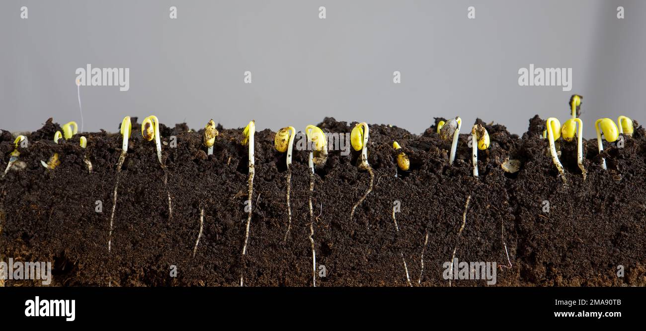 Sprouted soybean shoots with roots on a light background. Stock Photo