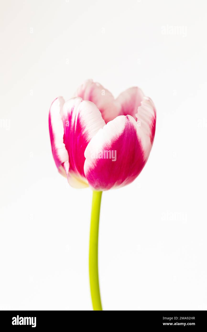 Pink and white Tulip flower against a white background Stock Photo - Alamy