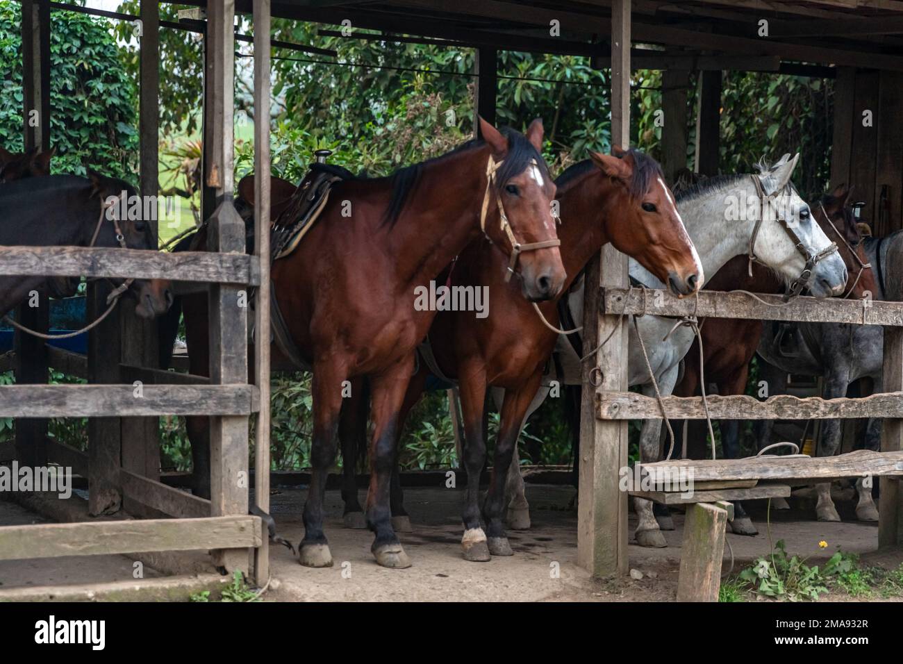 horses in a stable on a farm Stock Photo
