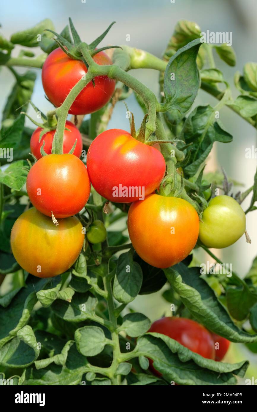 Lycopersicon esculentum Cristal, tomato Cristal, truss of cordon salad tomatoes growing on vine Stock Photo