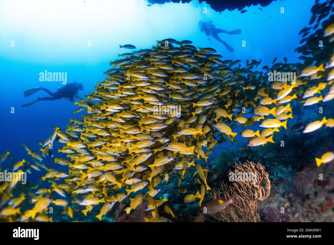 schooling Blue striped Snaper fish in Maldives Kudarah thila Ari atoll Stock Photo