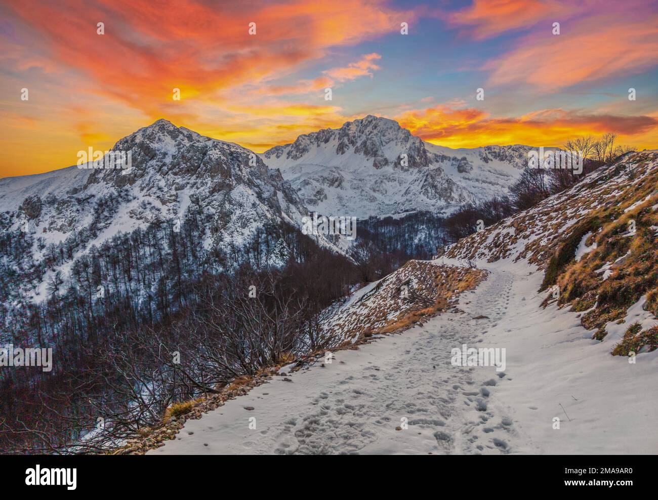 Monte porcini hires stock photography and images Alamy