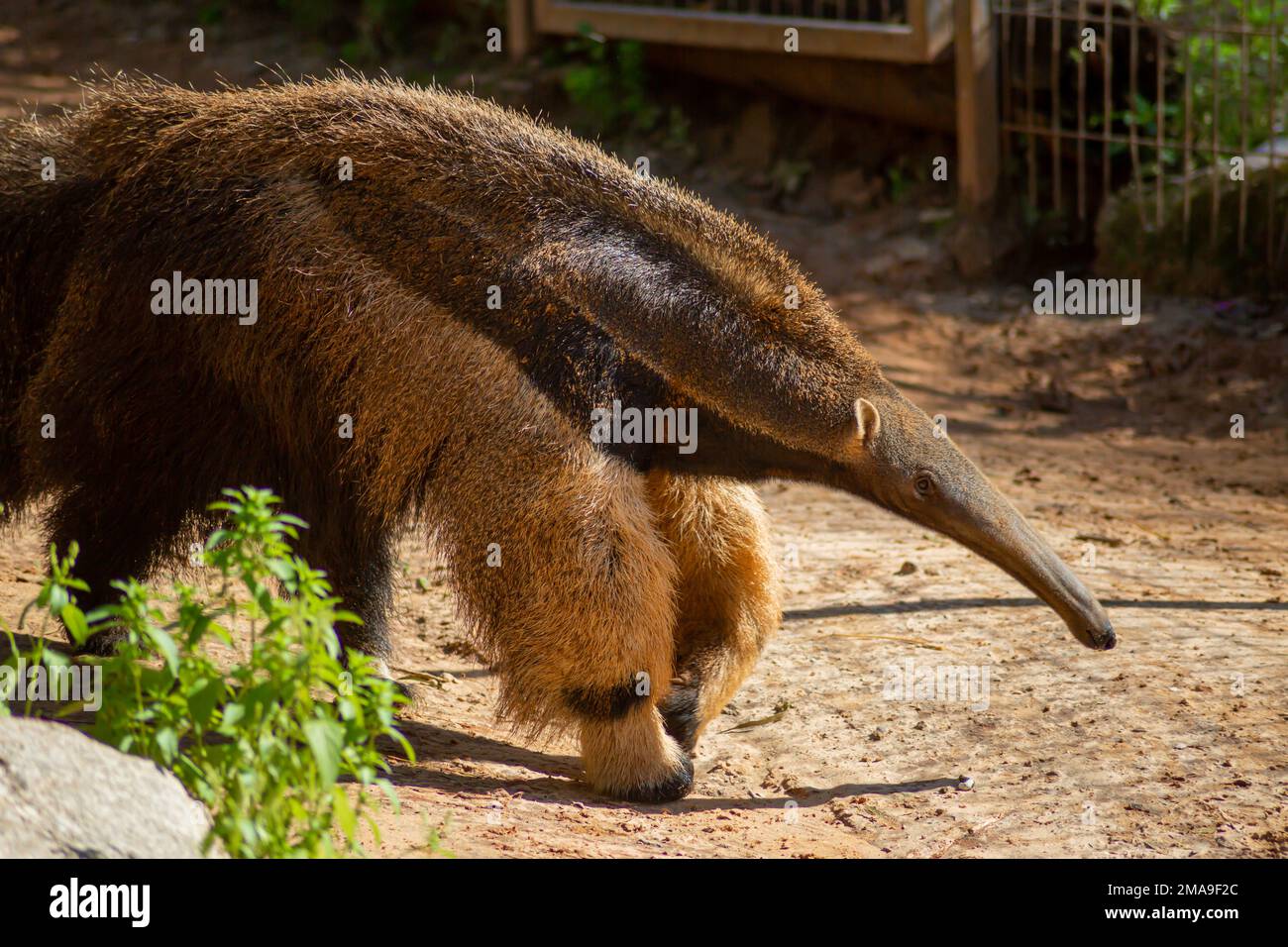 The anteater walks through its enclosure at the zoo. Stock Photo