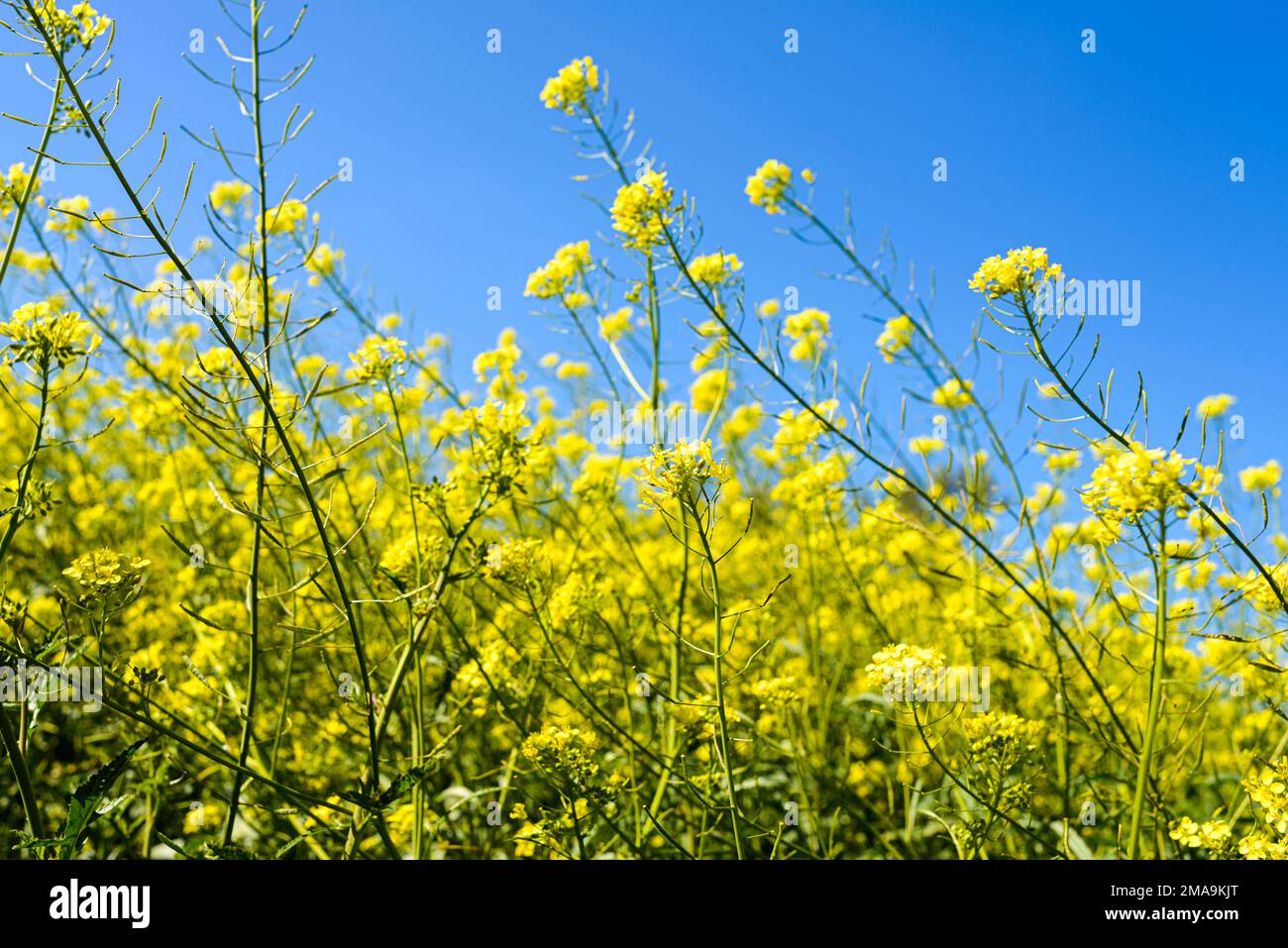 Yellow flowers with a blue sky in the background. Conceptual image with a landscape in the colors of the Ukrainian flag, symbolizing the end of the wa Stock Photo