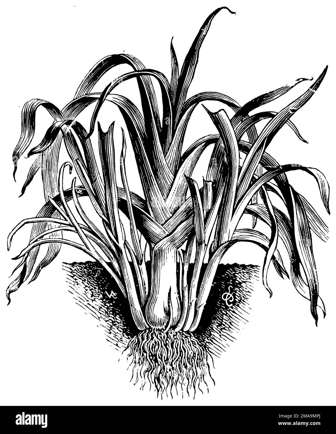 leek, variety: perpetual, Allium ampeloprasum,  (printing pattern book, 1911), Porree, Sorte: Immerwährender Lauch, poireau cultivé, varieté: Poireau perpétuel Stock Photo