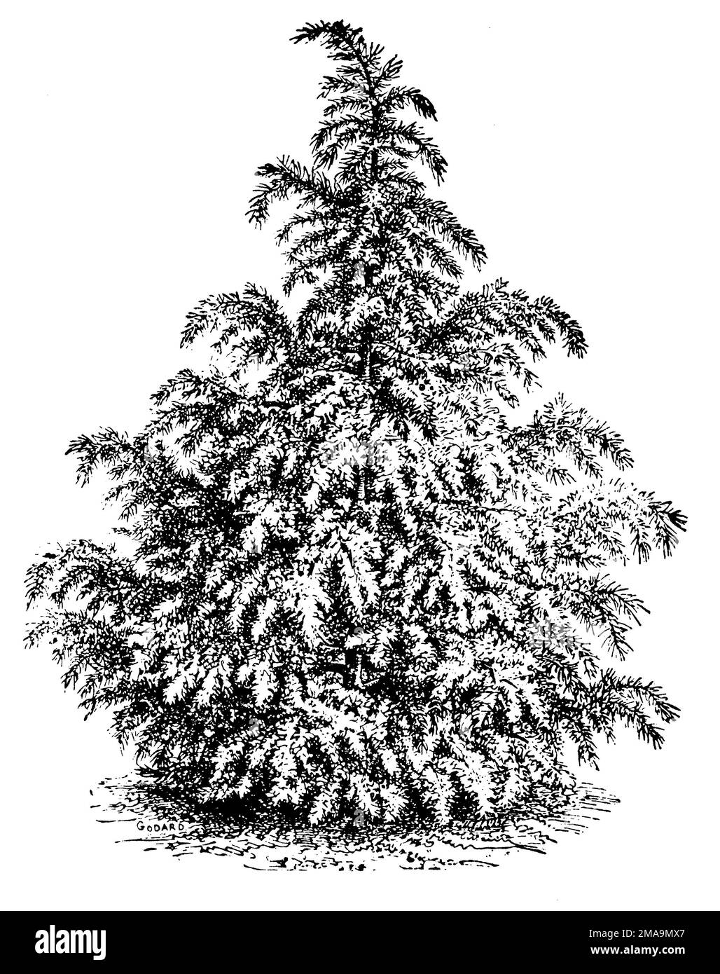 Cedar tree vectors 128906  WeLoveSoLo