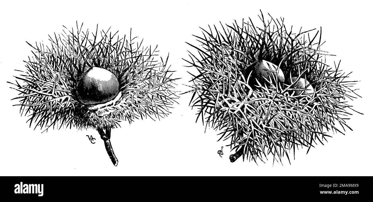 Tibetan hazelnut hires stock photography and images Alamy