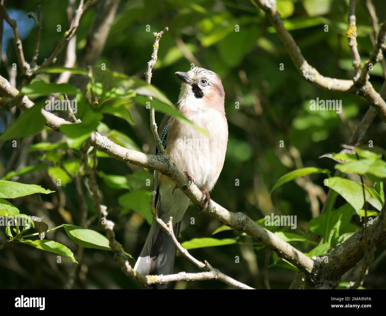 Jay - Garrulus Glandarius Perched on a branch in a garden Stock Photo