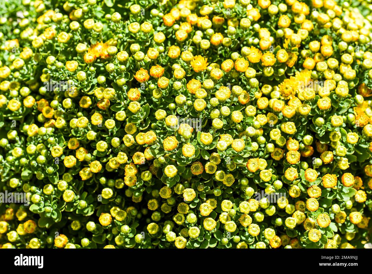 Gigi Golden Yellow Chrysanthemum close up Stock Photo