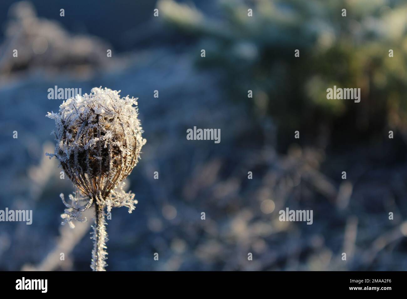 Frozen Bishp's Flower in morning light Stock Photo