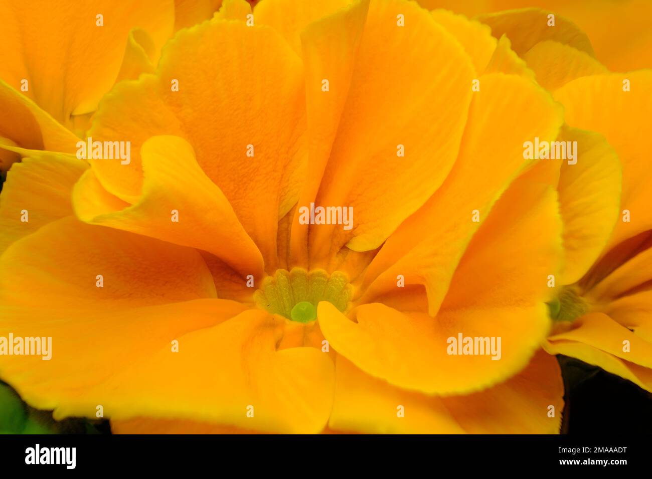 Orange primrose flower. Macro photography, selective focus. A beautiful spring flower. Stock Photo