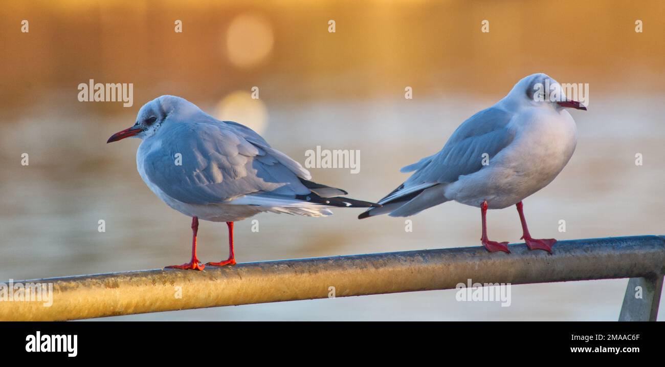Amber status seabirds hi res stock photography and images Alamy Amber status seabirds hi res stock photography and images Alamy