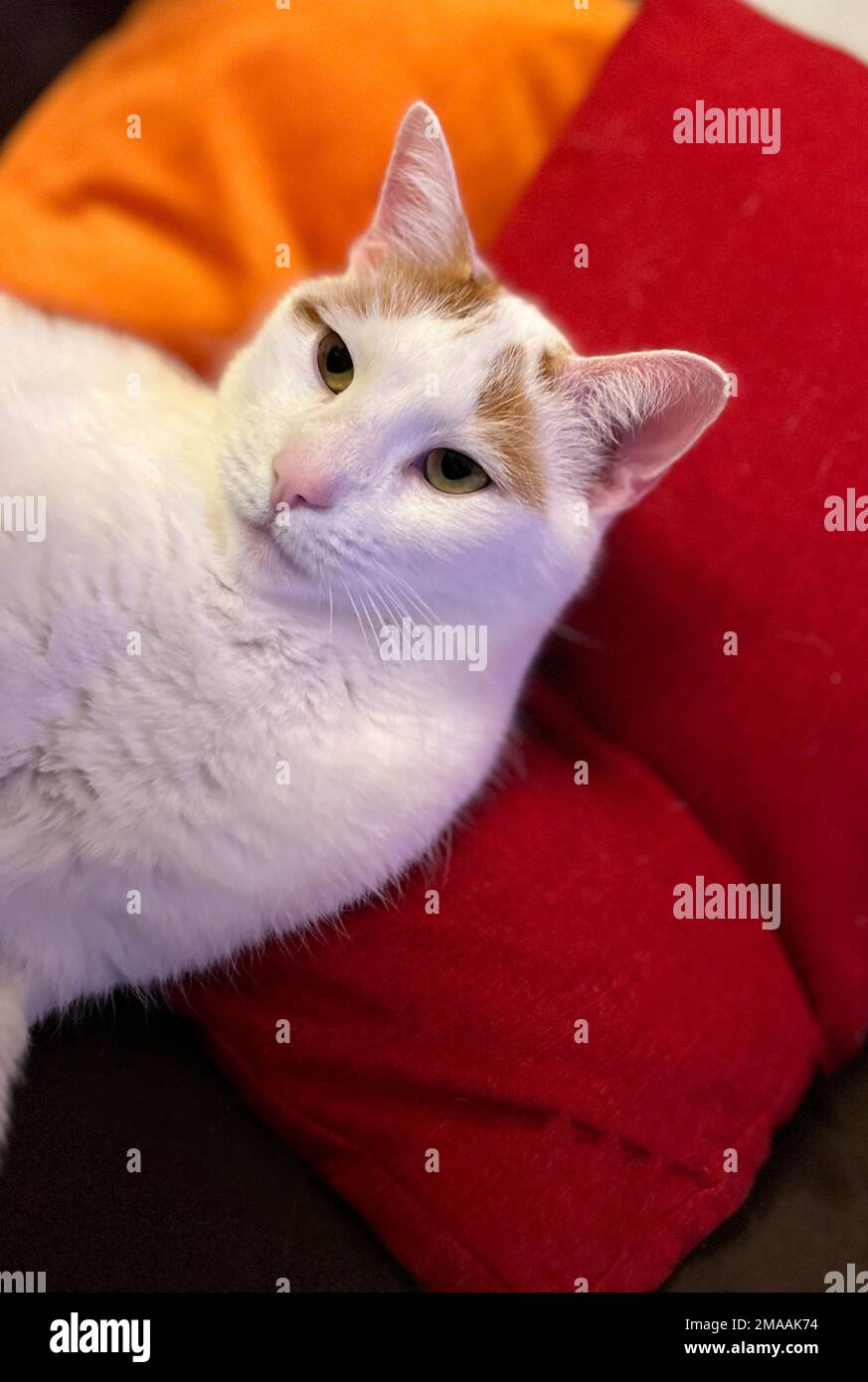 Cat lying on a blanket Stock Photo Alamy