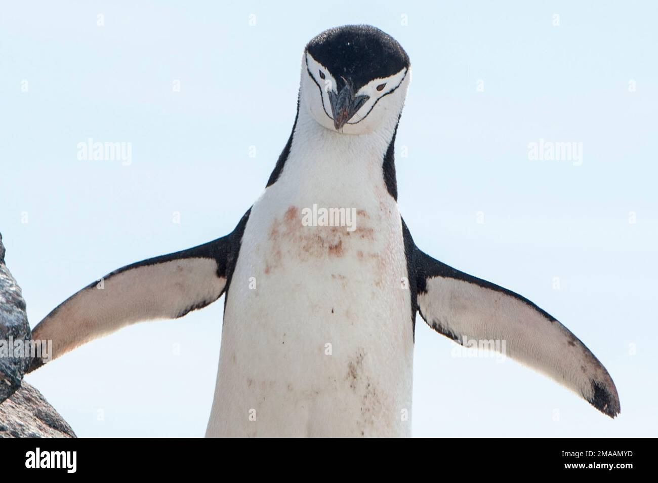 Chinstrap Penguins, Pygoscelis antarcticus at Palava Point, Antarctic
