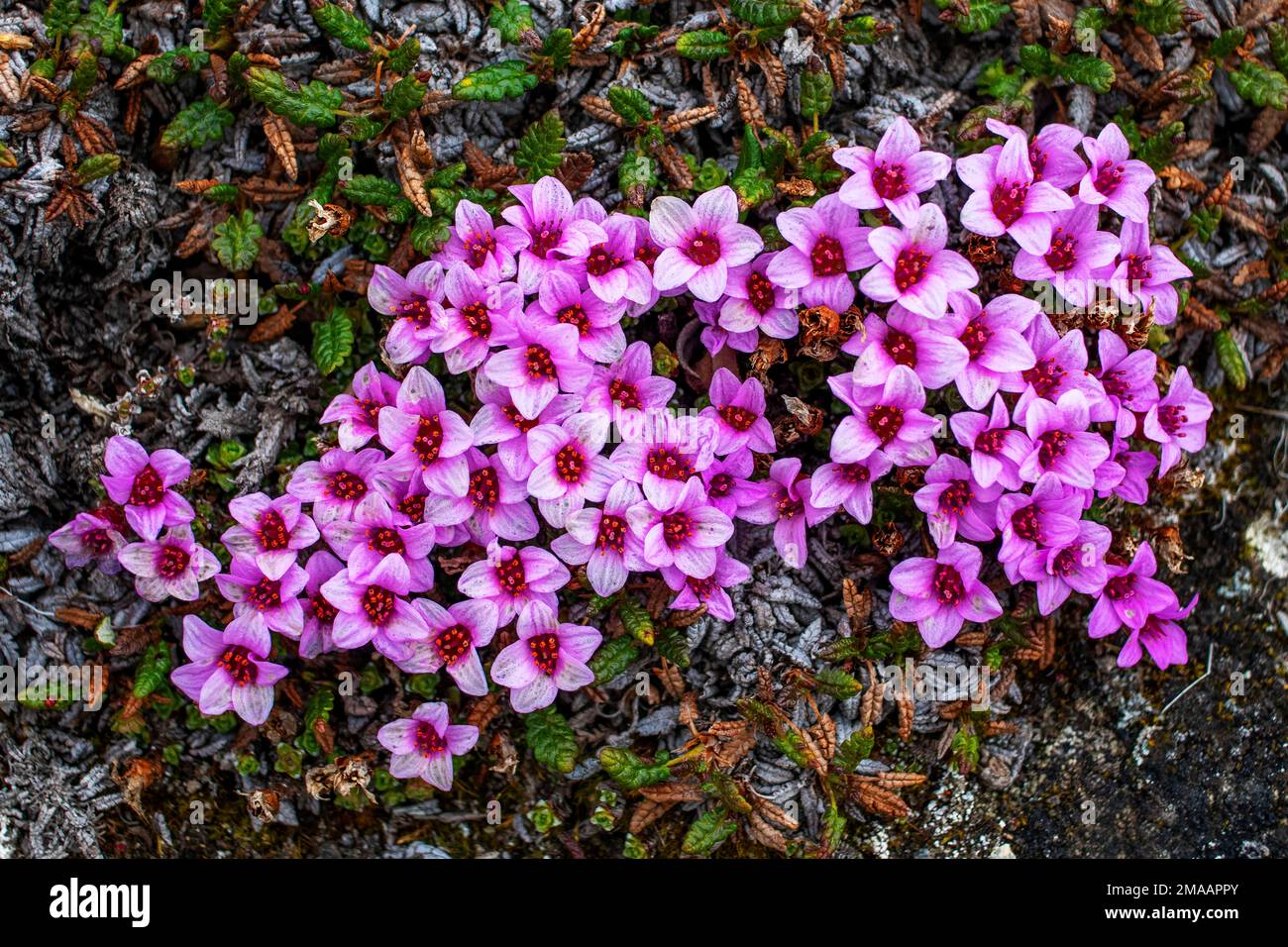 Picture of saxifrage (Saxifraga oppositifolia) flowers growing on the Svalbard tundra in Norway. Expedition cruise vessel Greg Mortimer in Svalbard ar Stock Photo