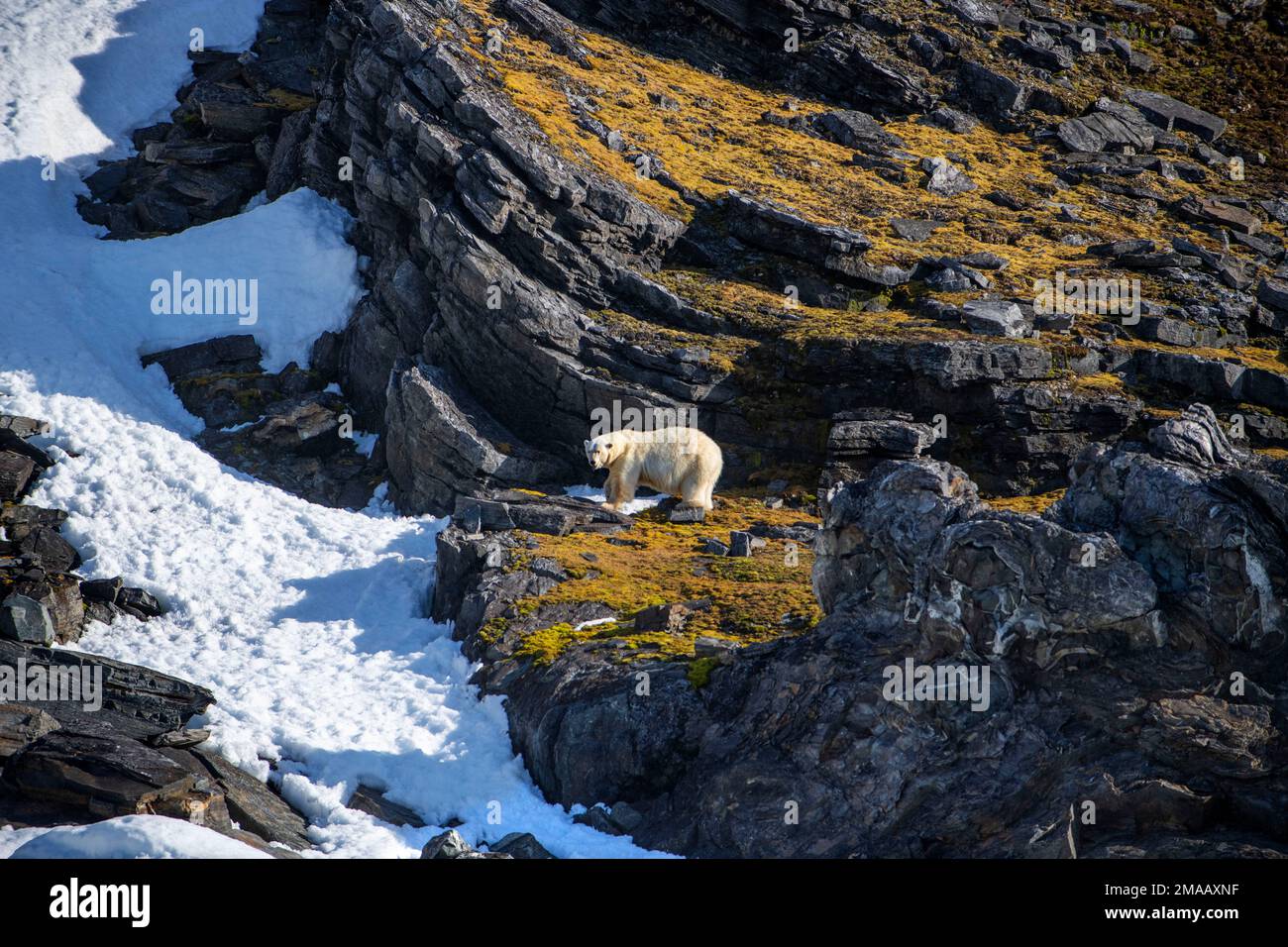 Eisbär (Ursus maritimus) seen from the zodiac. Polar bear on Kong Karl XII Øya, the northernmost part of Svalbard, Norway. Expedition cruise vessel Gr Stock Photo