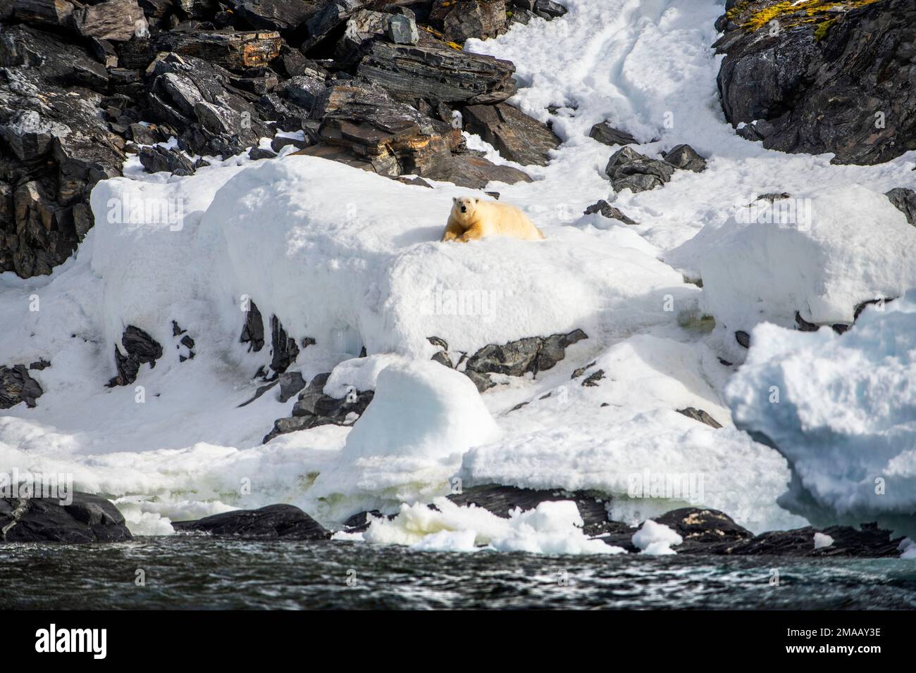 Eisbär (Ursus maritimus) seen from the zodiac. Polar bear on Kong Karl XII Øya, the northernmost part of Svalbard, Norway. Expedition cruise vessel Gr Stock Photo