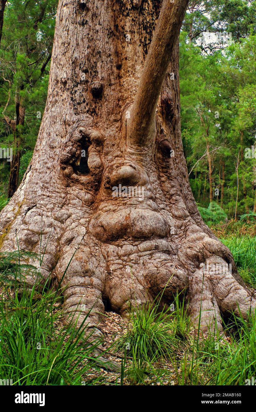 Trunk of a giant red tingle (eucalyptus jacksonii), looking like a face with eyes, mouth and a nose, in Valley of the Giants, Walpole, Western Austral Stock Photo