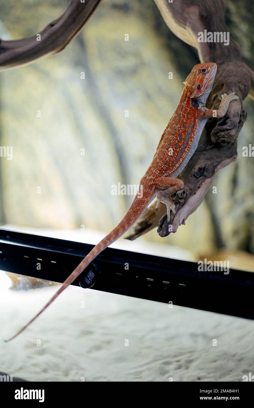 Dragon lizard in aquarium hi-res stock photography and images - Alamy