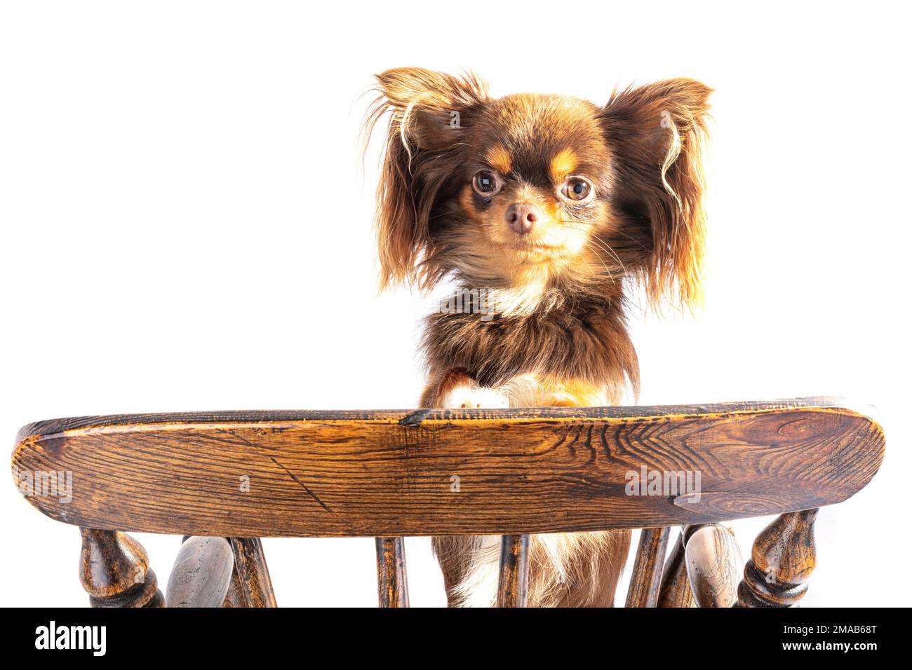 Long haired mexican chihuahua hotsell