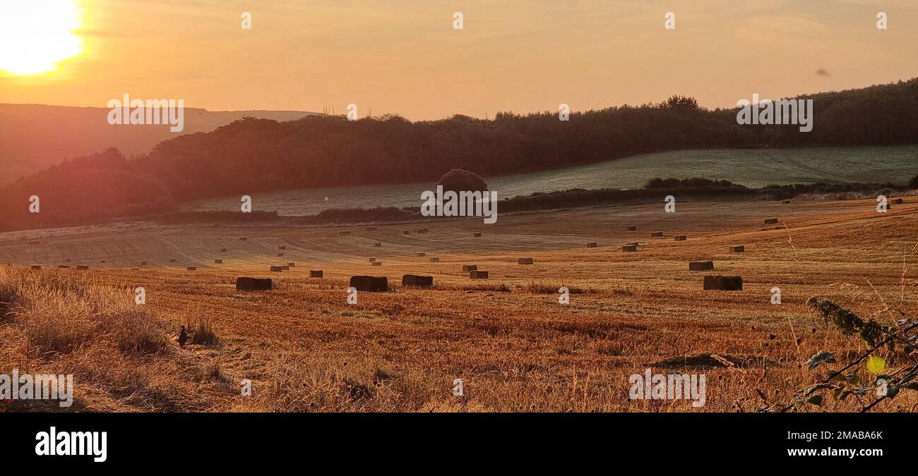 The beautiful view of the golden field at sunset with hay bales Stock ...