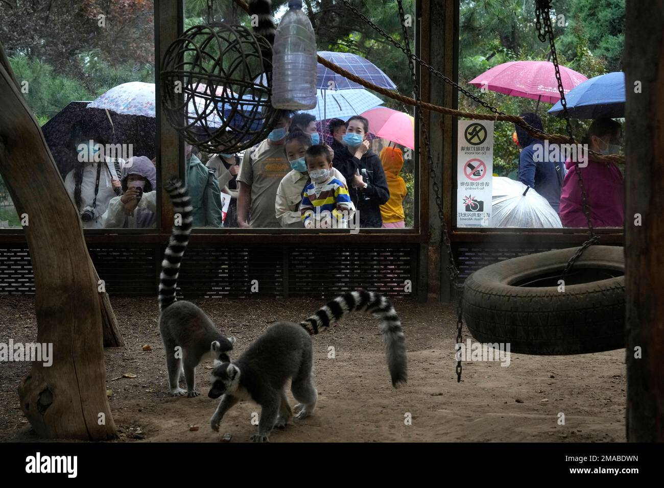 Visitors wearing masks visit the zoo as it rains in Beijing, Monday