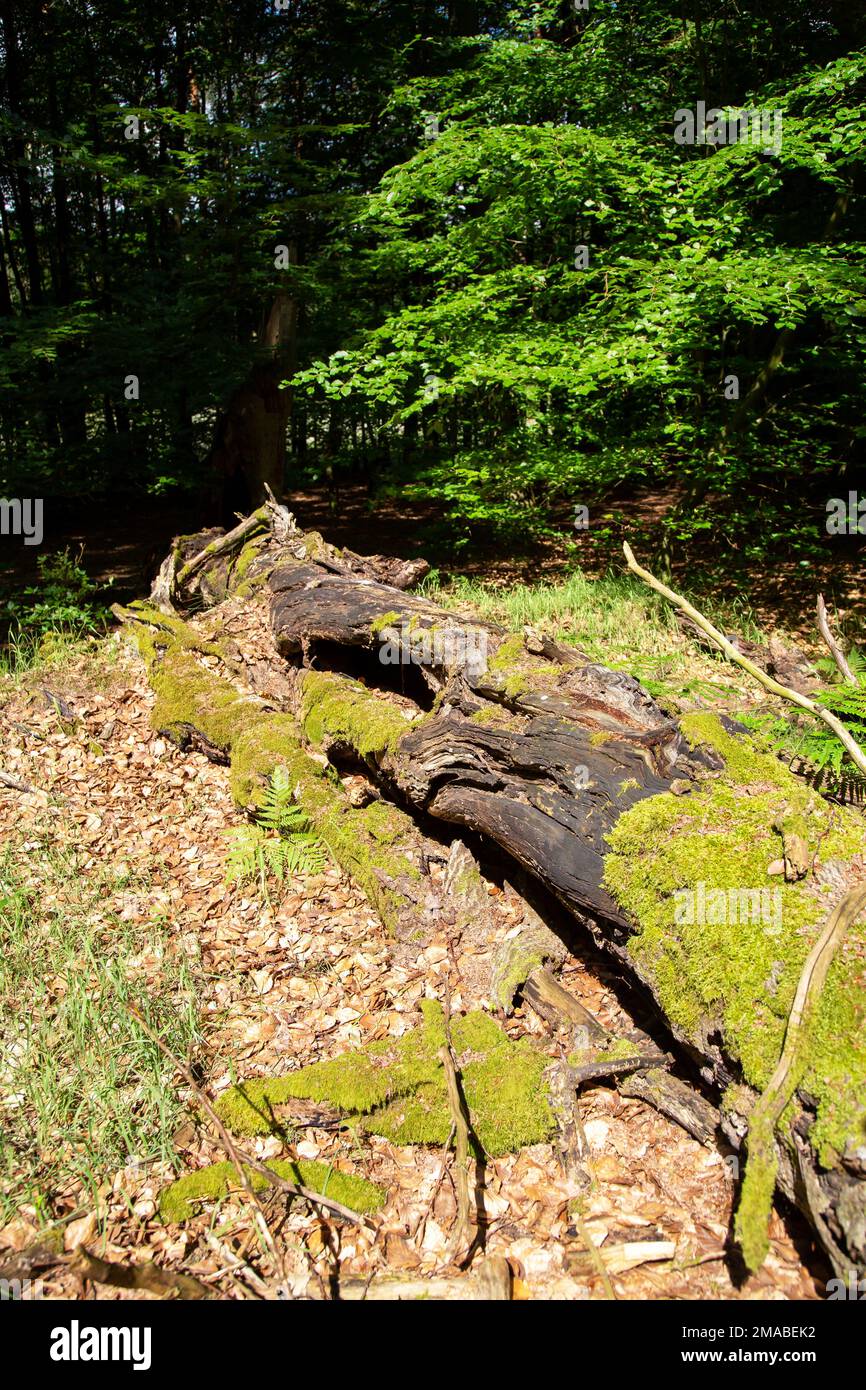 05.06.2016, Germany, Mecklenburg-Western Pomerania, Carpin - decaying dead tree, beech forest in Mueritz National Park (UNESCO World Natural Heritage Stock Photo