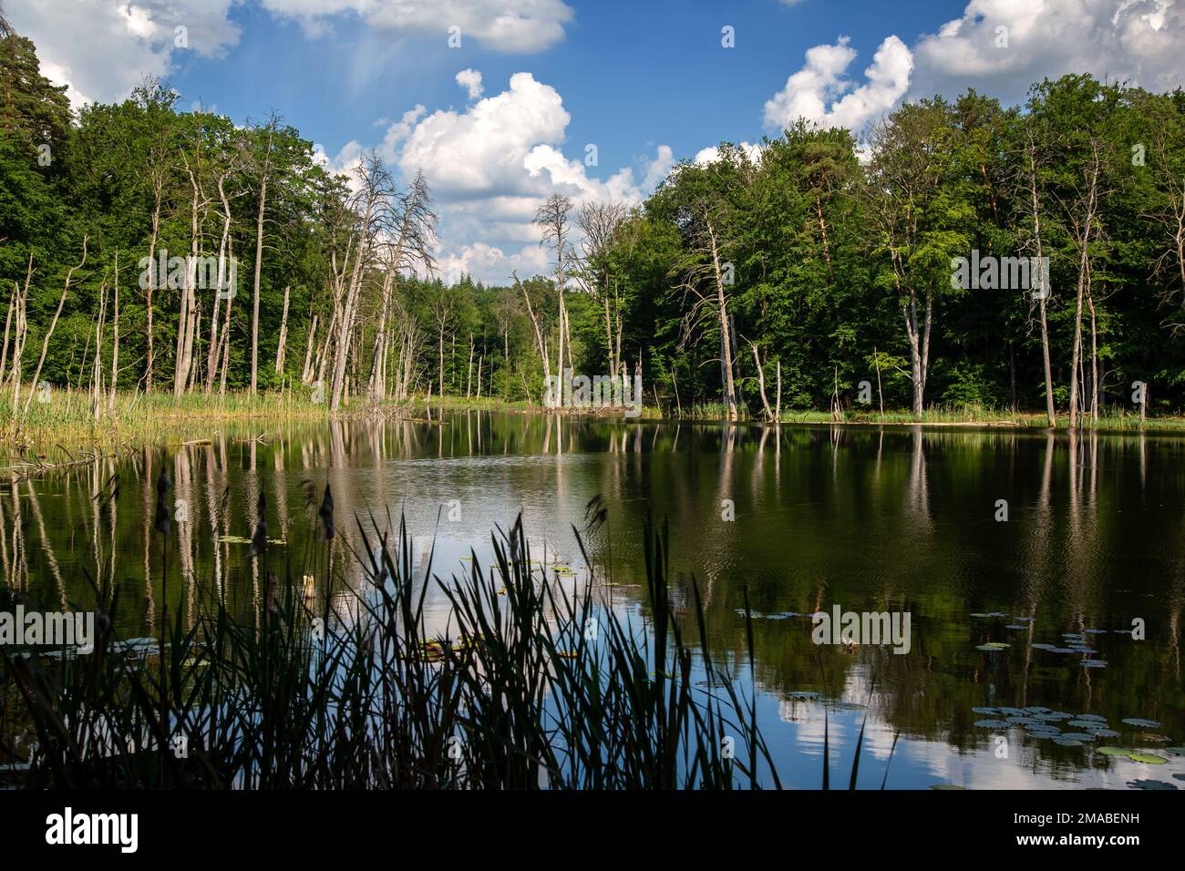 05.06.2016, Germany, Mecklenburg-Western Pomerania, Carpin - Lake Schweingarten in Mueritz National Park with beech forest (UNESCO World Natural Herit Stock Photo