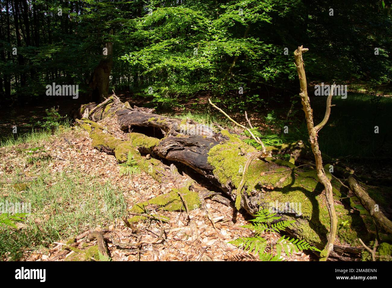 05.06.2016, Germany, Mecklenburg-Western Pomerania, Carpin - Decaying dead tree, beech forest in Mueritz National Park (UNESCO World Natural Heritage Stock Photo