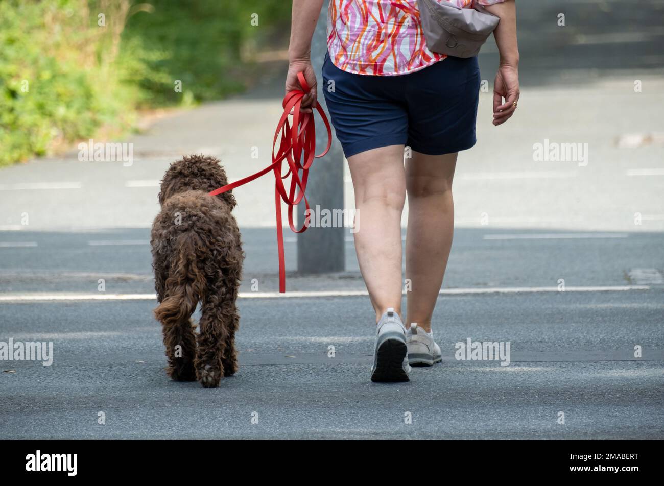 04.07.2022, Germany, Bremen, Bremen - Pedestrian walks her dog. 00A220704D021CAROEX.JPG [MODEL RELEASE: NO, MODEL RELEASE: NO (c) caro images / Bastia Stock Photo