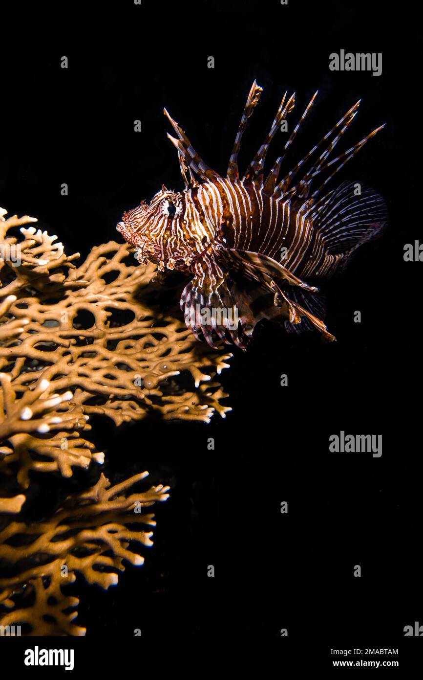 red lionfish on the reef,in Maldives, Indian Ocean in the night on black  in Maldives Indian ocean Stock Photo