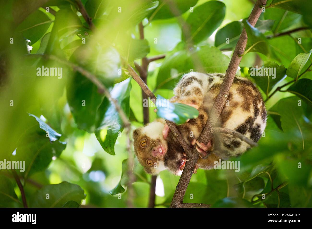 The Common spotted Cuscus photographed in Raja Ampat Islands Stock Photo