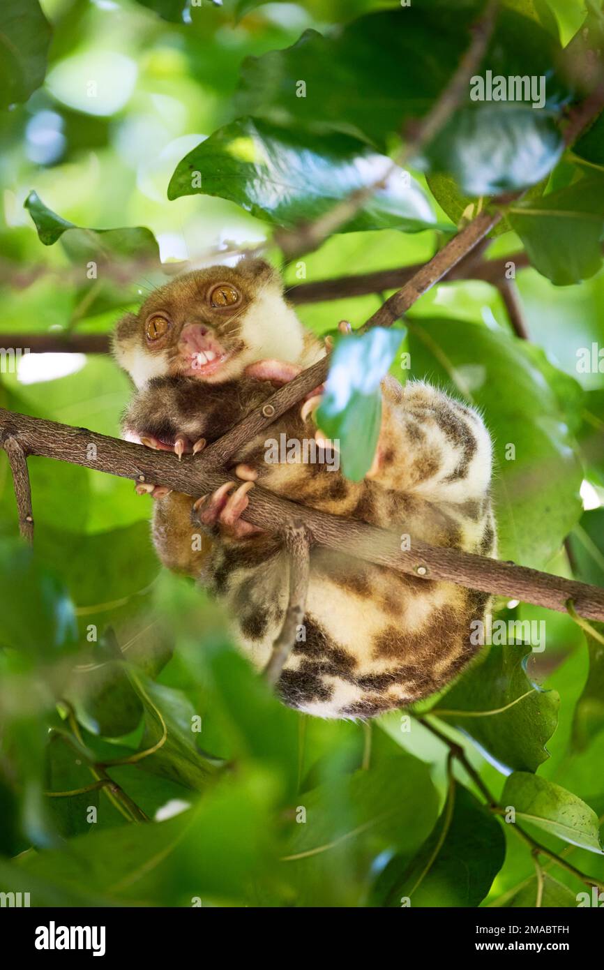 The Common spotted Cuscus photographed in Raja Ampat Islands Stock Photo