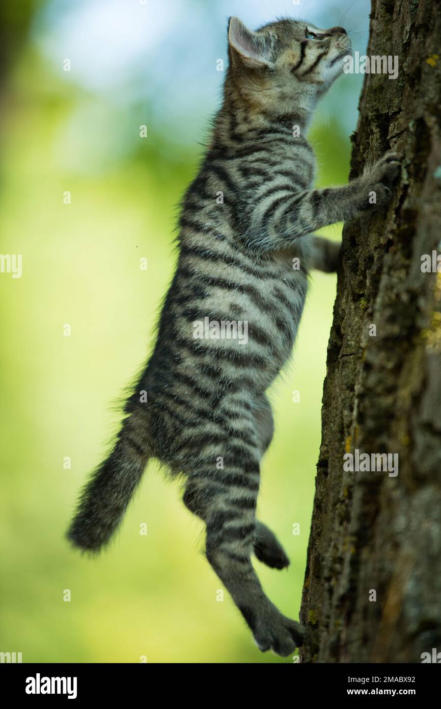 Little tabby cat climbs up a tree trunk Stock Photo Alamy