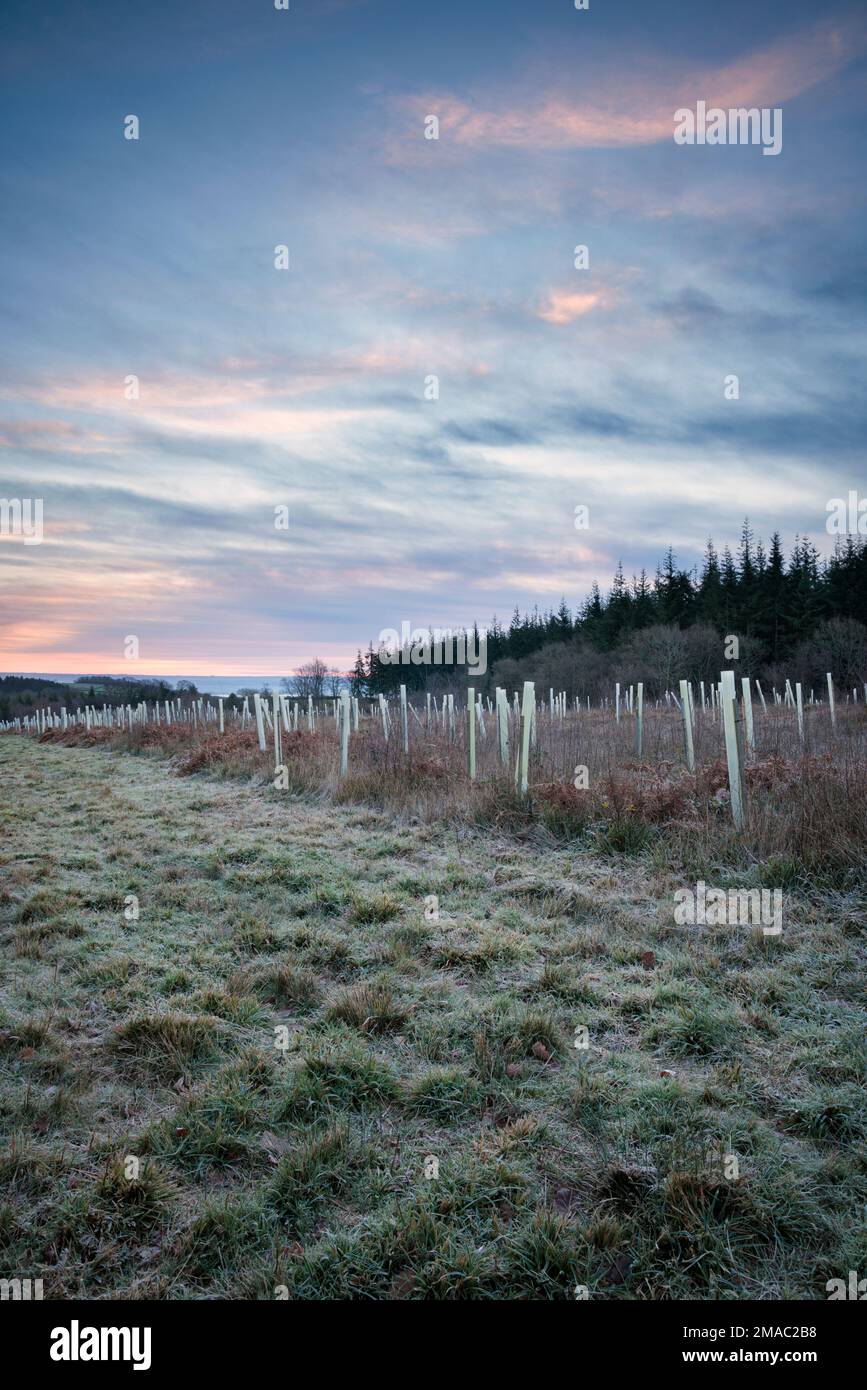 Afforestation with plastic tree guards, in the Wye Valley. Stock Photo