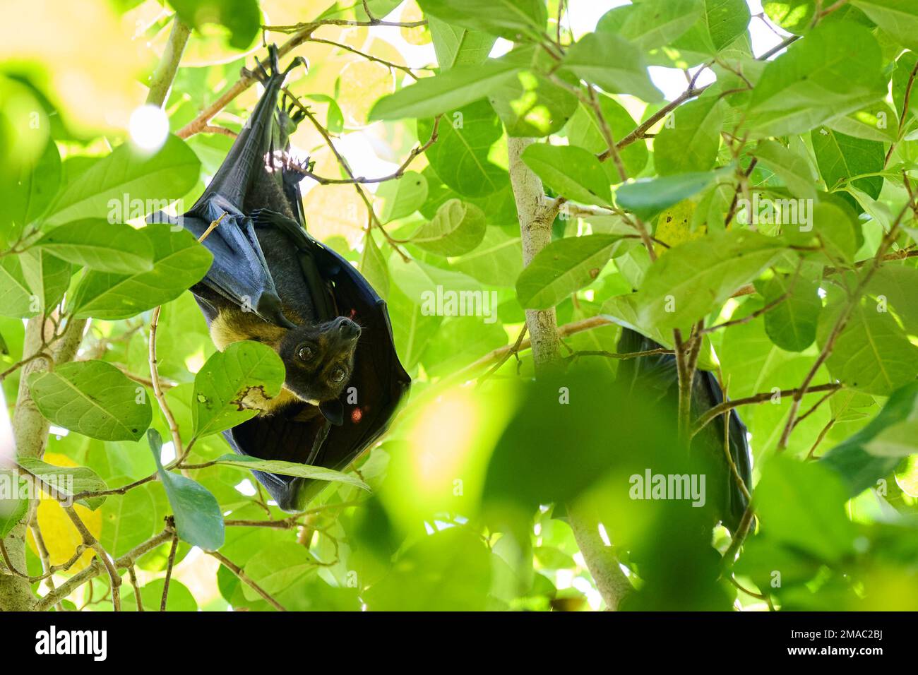 Flying Fox also known as Fruit Bats photographed in Raja Ampat Islands Stock Photo